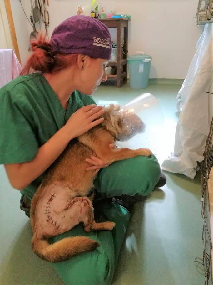 Şi-au dedicat viaţa câinilor traumatizaţi