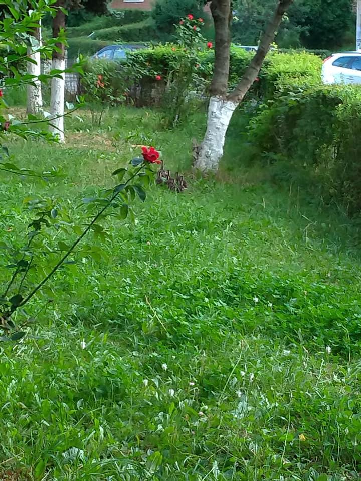 Cârd de rățuște, rătăcite printre blocurile din Mănăștur