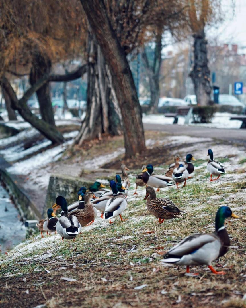 FOTO: Clujul sub zăpadă. 15 imagini superbe cu oraşul acoperit de omăt