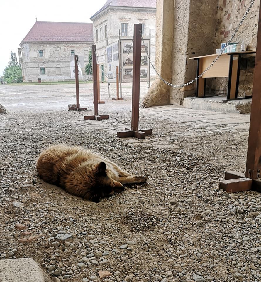 Vaccinare la castel, în Cluj. Povești din cortul de la Banffy