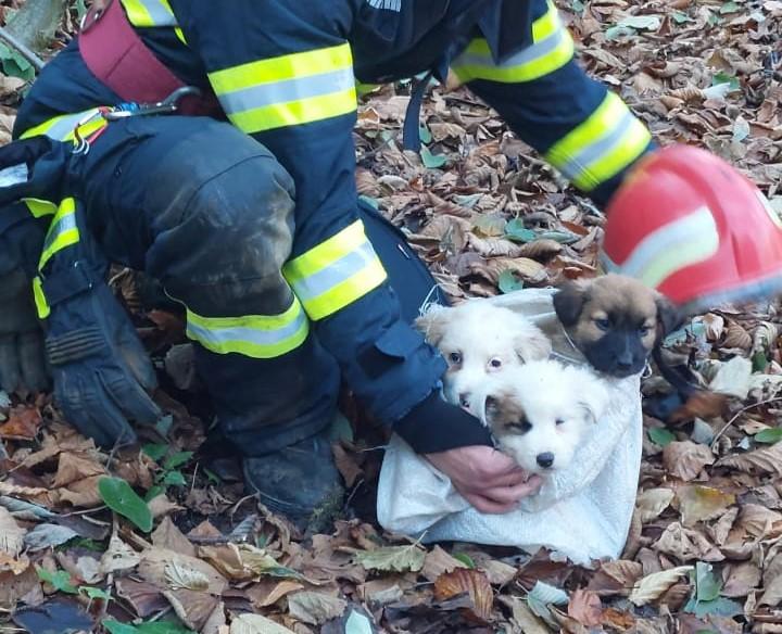 Misiune specială la Cluj: Trei cățeluși, salvați de pompieri dintr-un puț