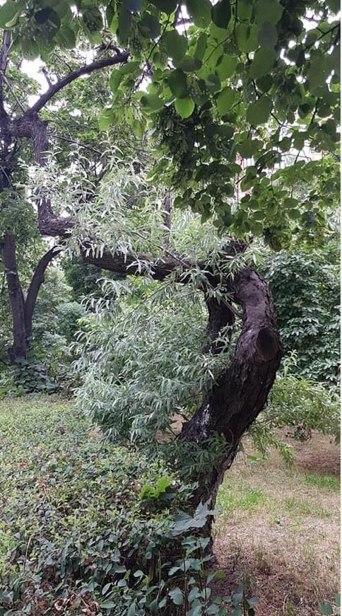 Povestea de sute de ani a măslinilor sălbatici din Cluj. Zonele din oraș în care cresc și în ziua de azi