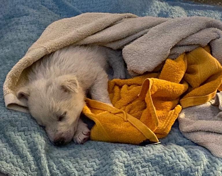 Mărinimia Crăciunului la Cluj. Un cățeluș abandonat de stăpâni, salvat de un polițist