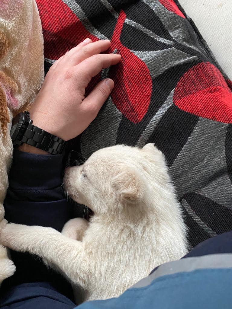 Gest superb de Crăciun al unjui polițist din Cluj.  "Într-o pungă neagră părea a fi o mogâldeață albă, cu o blăniță udă și care abia mai respira&