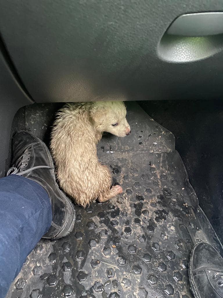 Gest superb de Crăciun al unjui polițist din Cluj.  "Într-o pungă neagră părea a fi o mogâldeață albă, cu o blăniță udă și care abia mai respira&