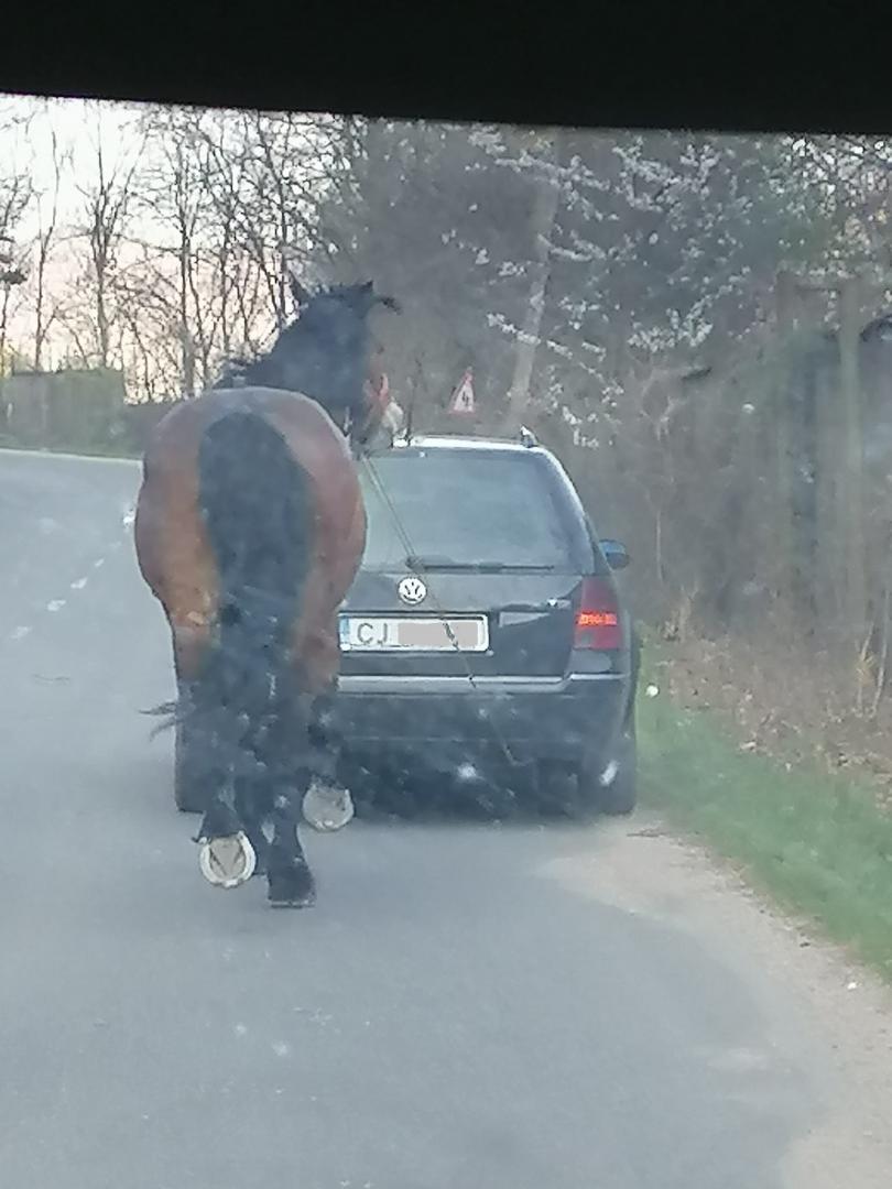 Scenă HALUCINANTĂ pe un drum din Cluj: Cal legat cu o funie și tras după mașină. În urma lui alerga mânzul