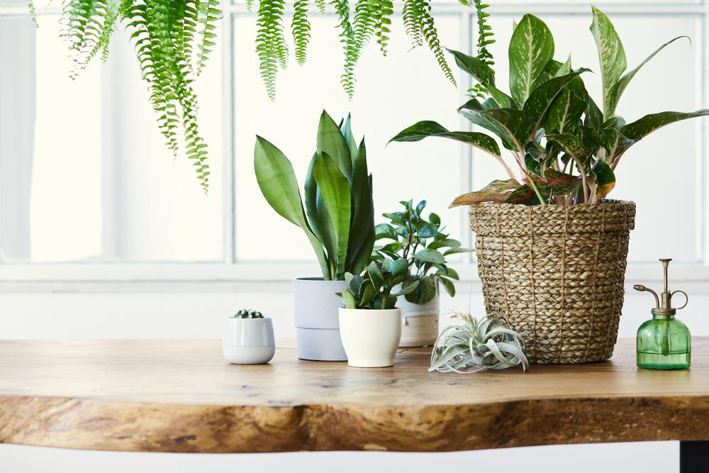 Plante de apartament nepretențioase și ușor de întreținut