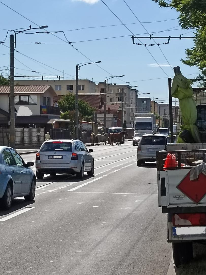 Cai lăsați liberi pe o stradă din Cluj-Napoca. Se plimbă nestingheriți printre mașini