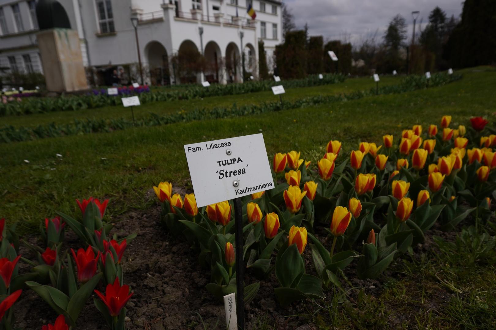 IMAGINI SUPERBE din Grădina Botanică a Clujului. E deschisă și de Paște!
