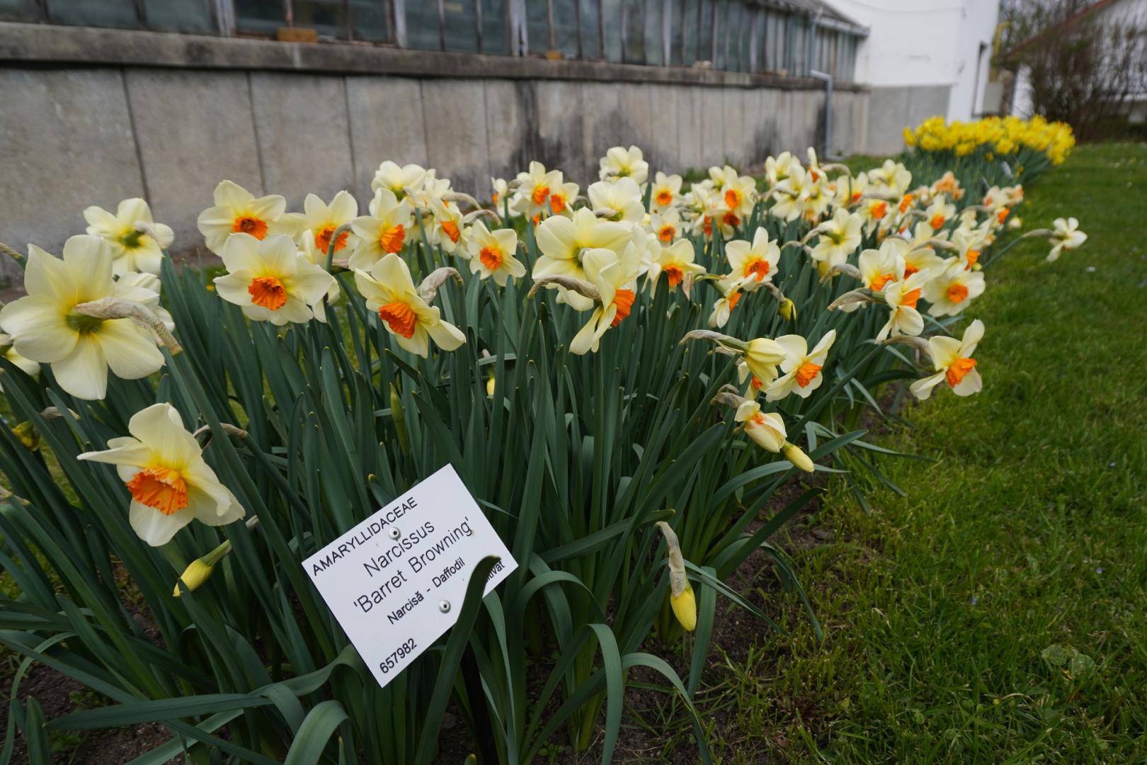 IMAGINI SUPERBE din Grădina Botanică a Clujului. E deschisă și de Paște!