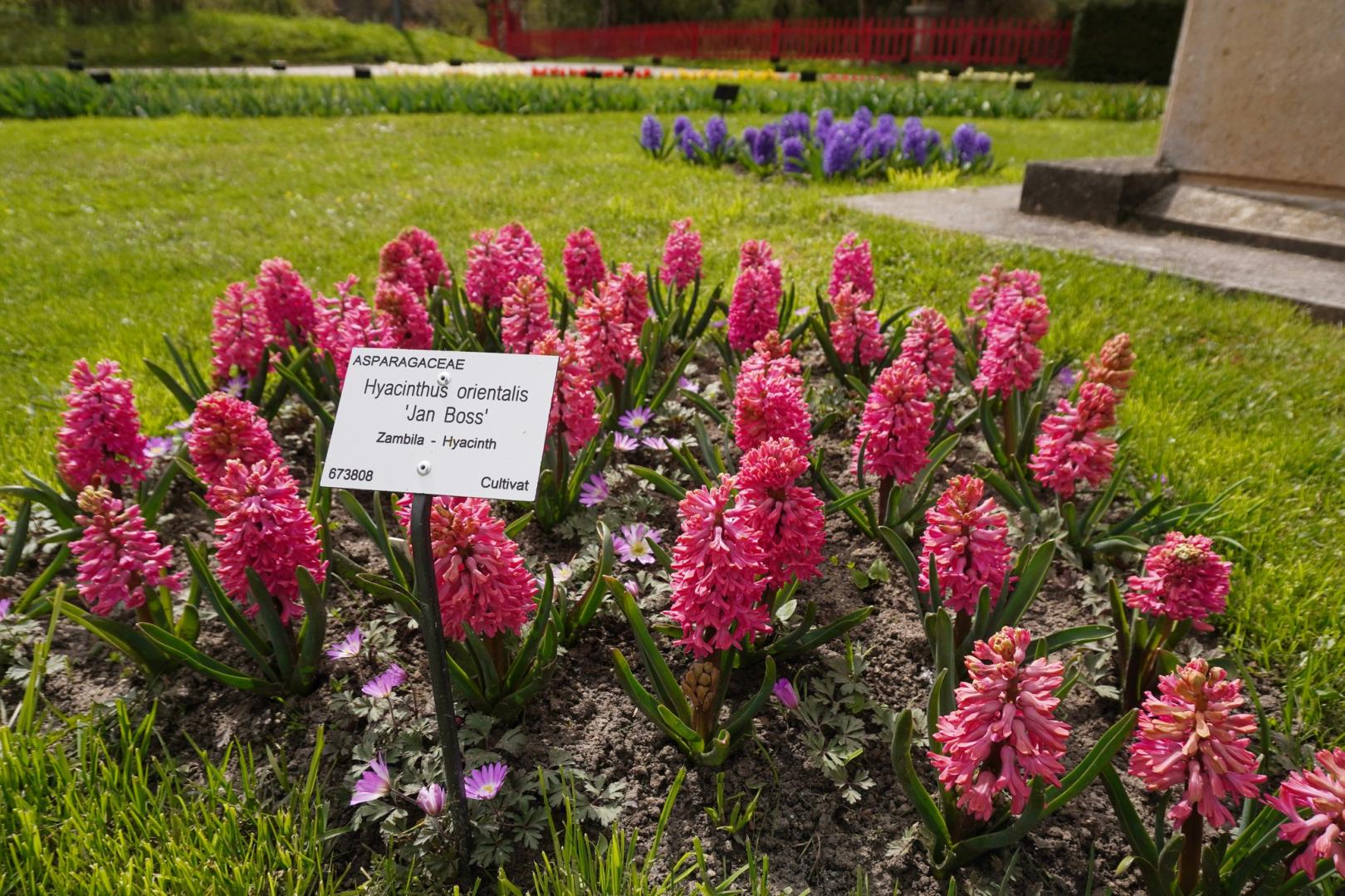 IMAGINI SUPERBE din Grădina Botanică a Clujului. E deschisă și de Paște!