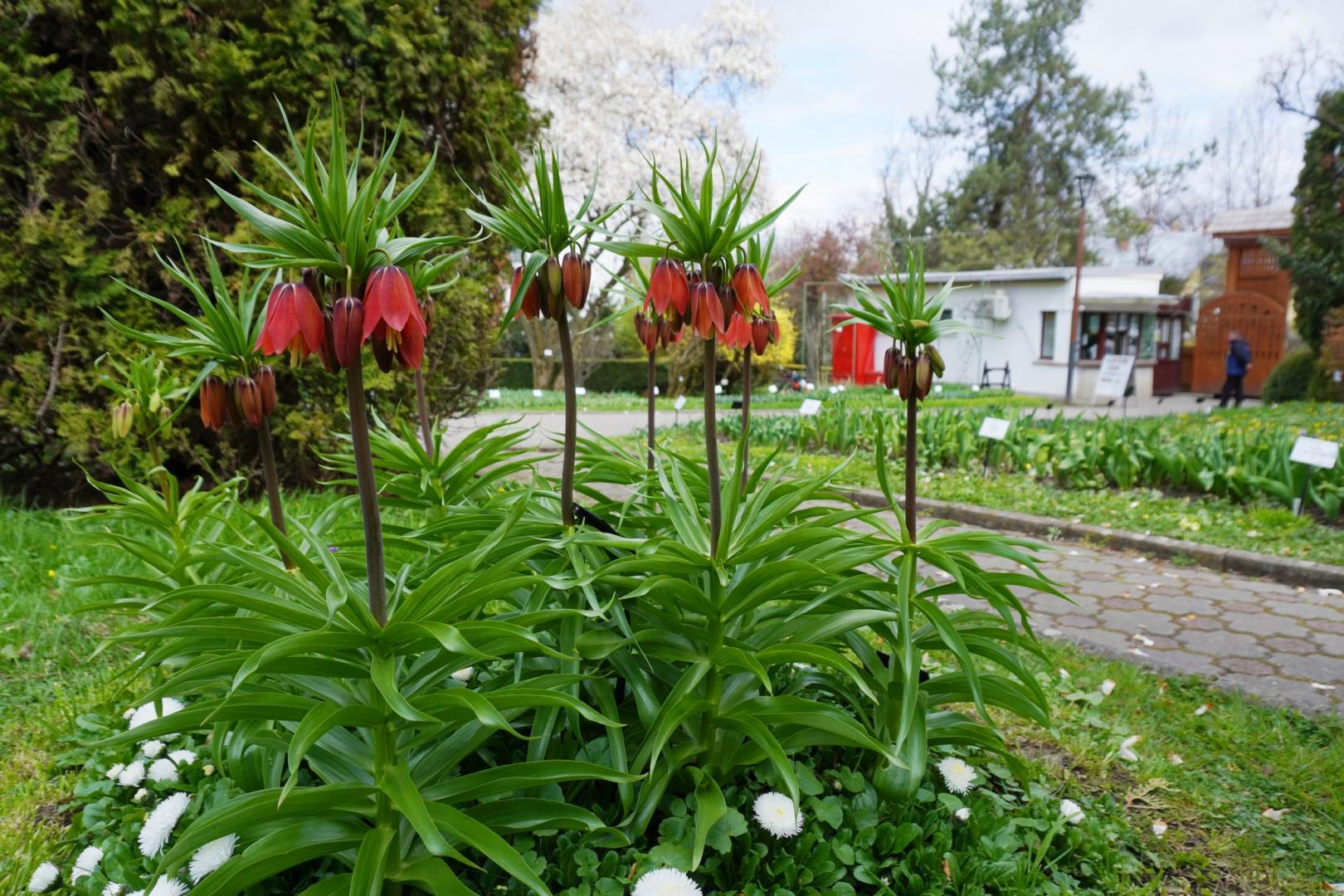IMAGINI SUPERBE din Grădina Botanică a Clujului. E deschisă și de Paște!
