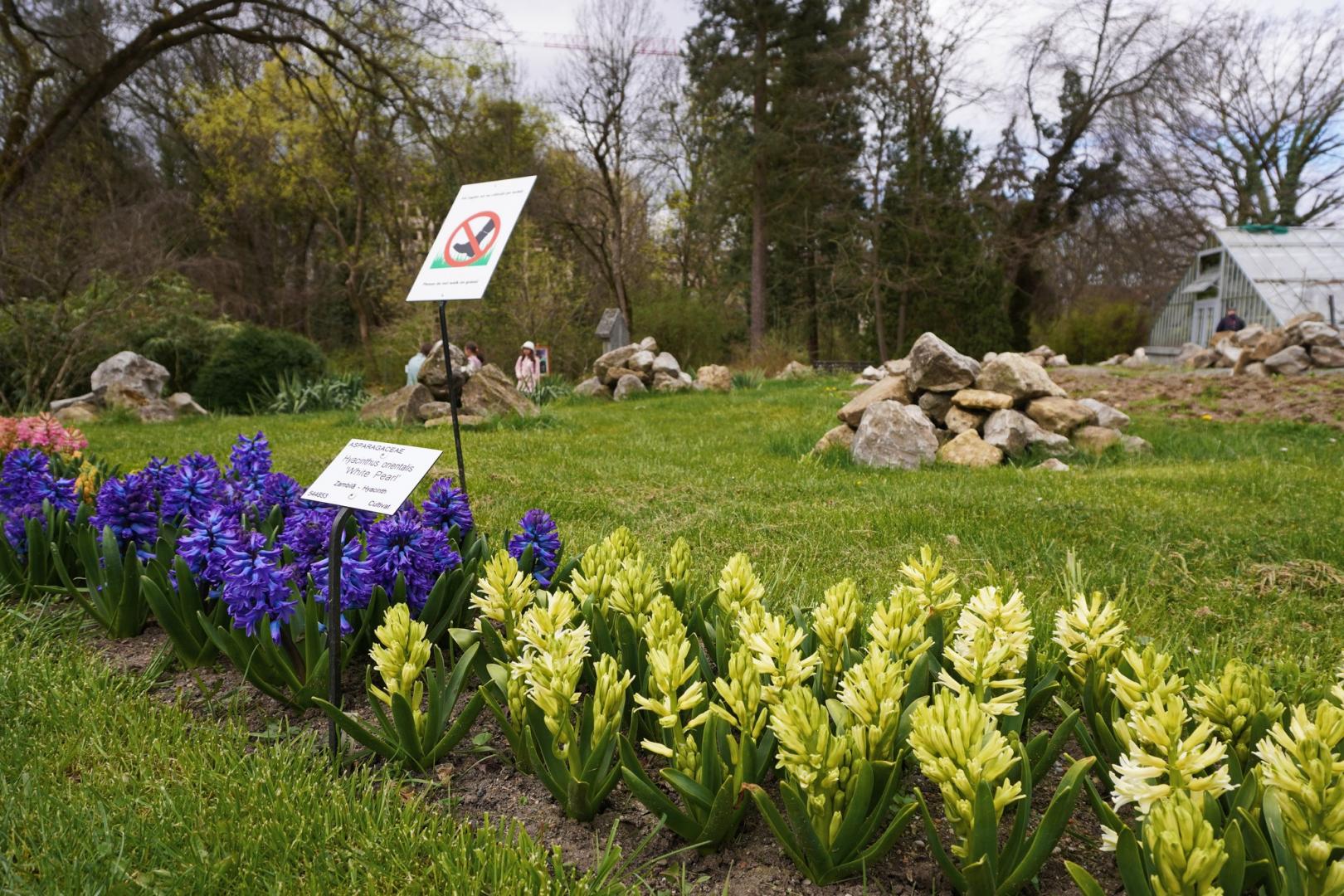 IMAGINI SUPERBE din Grădina Botanică a Clujului. E deschisă și de Paște!