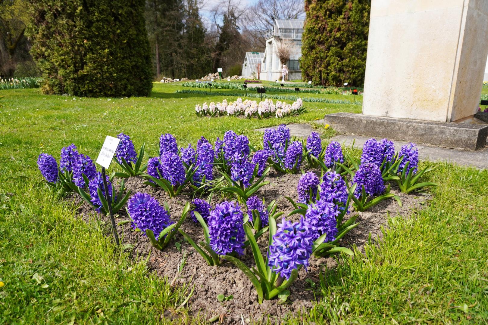 IMAGINI SUPERBE din Grădina Botanică a Clujului. E deschisă și de Paște!