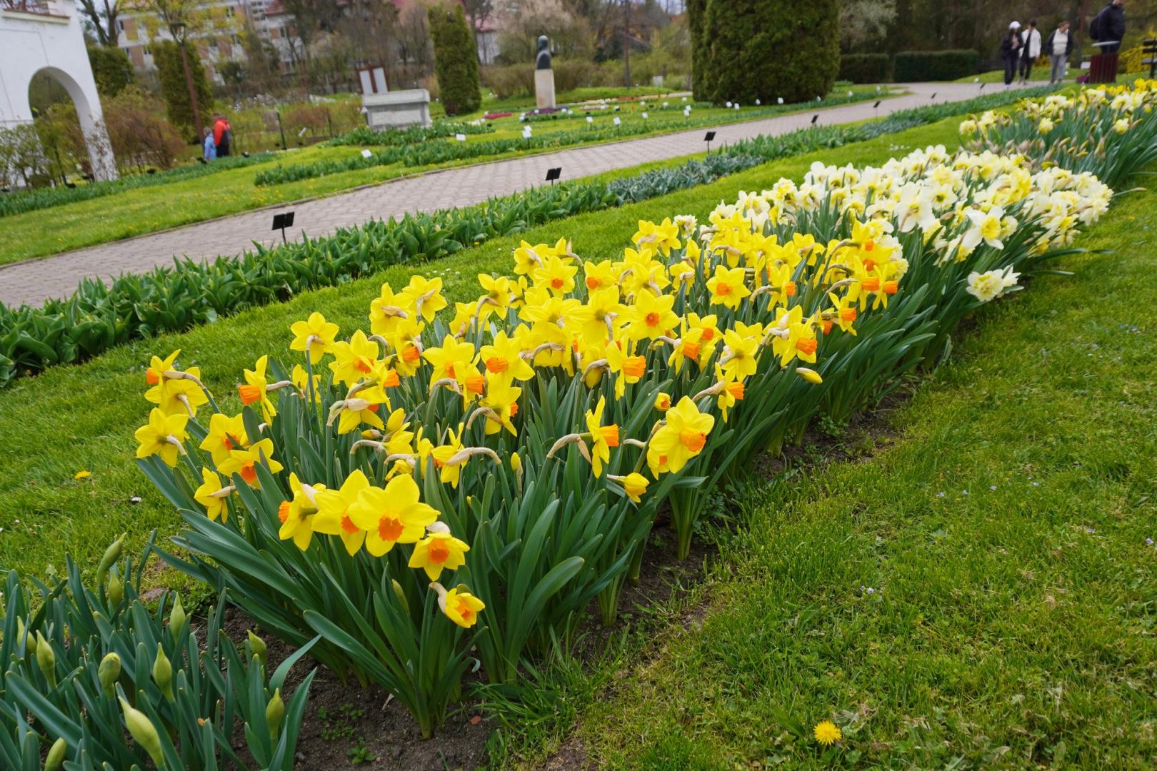 IMAGINI SUPERBE din Grădina Botanică a Clujului. E deschisă și de Paște!