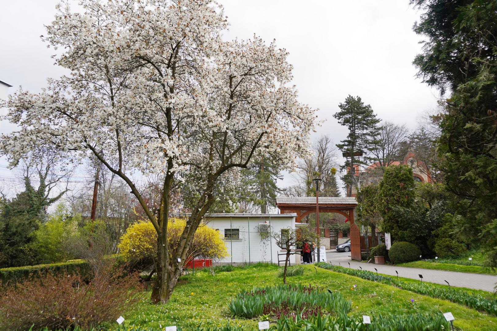 IMAGINI SUPERBE din Grădina Botanică a Clujului. E deschisă și de Paște!