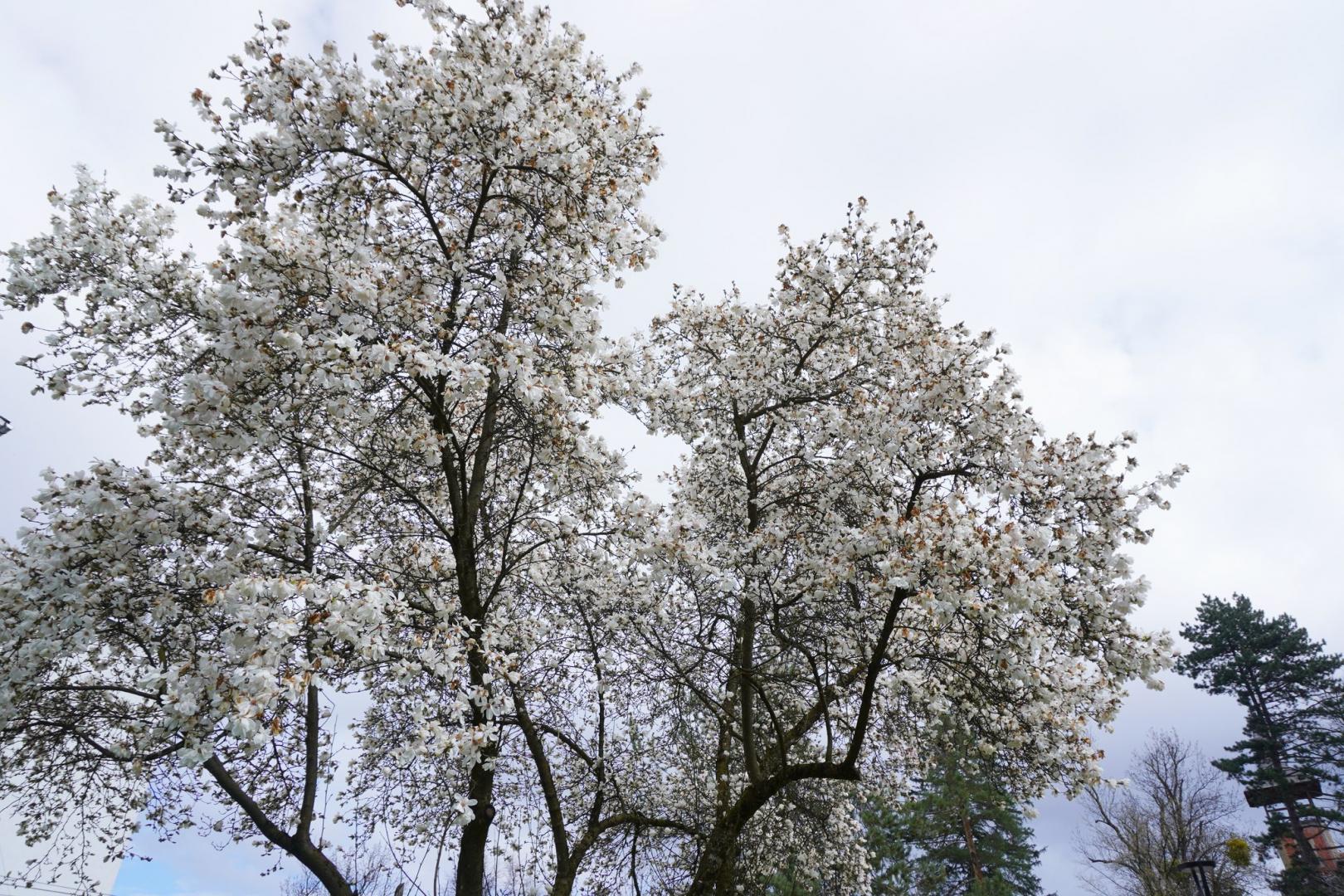 IMAGINI SUPERBE din Grădina Botanică a Clujului. E deschisă și de Paște!