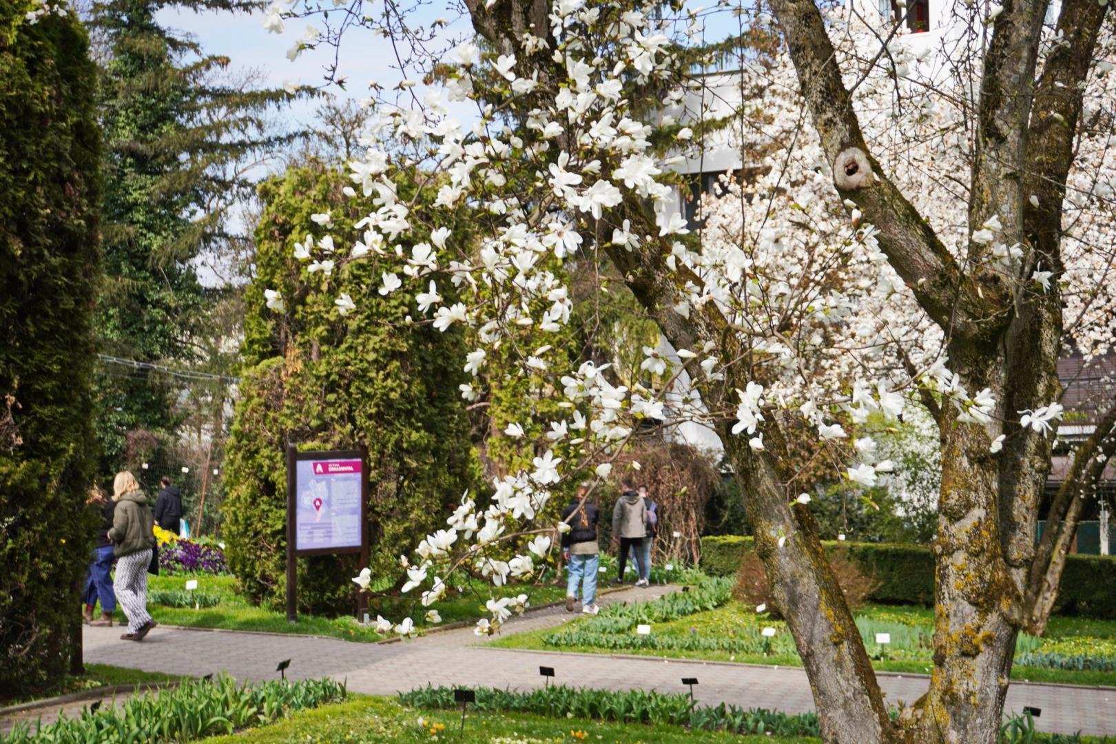IMAGINI SUPERBE din Grădina Botanică a Clujului. E deschisă și de Paște!