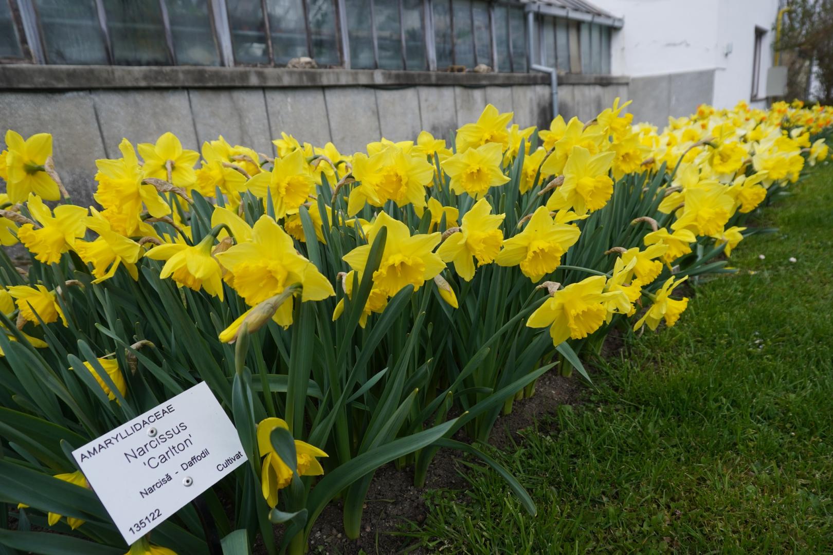 IMAGINI SUPERBE din Grădina Botanică a Clujului. E deschisă și de Paște!