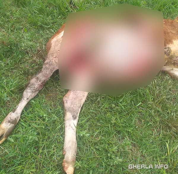Urs fotografiat lângă o pădure din Cluj, plus tot mai multe urme semnalate de clujeni/ Un tăuraș a fost găsit sfâşiat