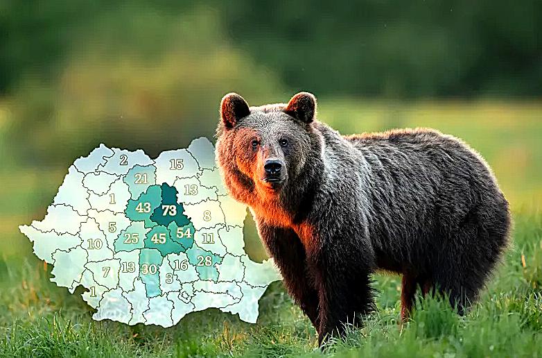 Câți urși vor putea fi împușcați fără autorizație în judeţul Cluj