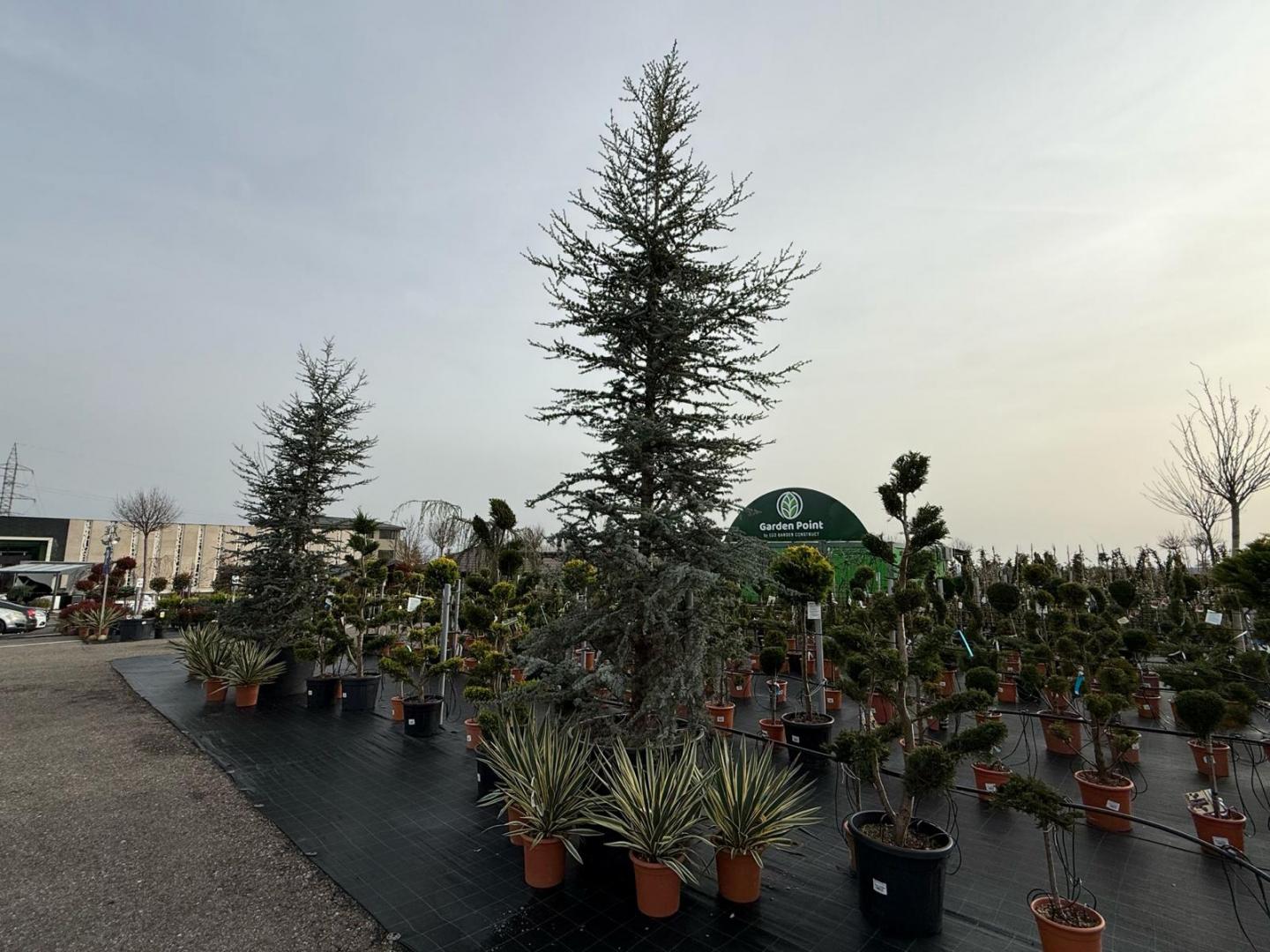 A venit primăvara la Garden Point by Eco Garden Construct, "hypermarket-ul" de plante de pe Calea Turzii