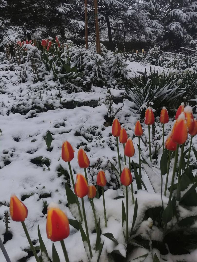 Minivacanță de 1 Mai pe p&acirc;rtie! La munte a nins la munte și s-a așternut strat de zăpadă