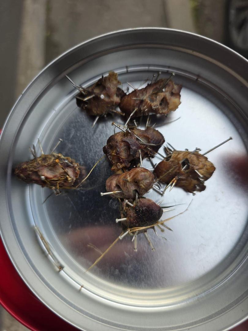 Cluj-Napoca: Bucăți de carne cu CUIE &icirc;nfipte!!! Unde au fost găsite / 'Polițiștii au venit, s-au uitat, au ridicat din umeri și au plecat'