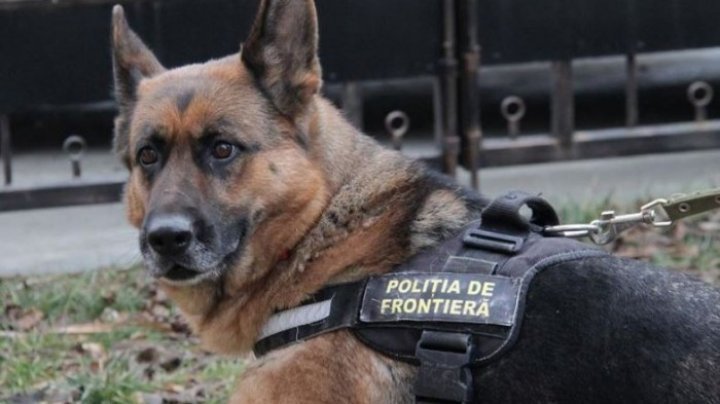 Pensie pentru caii și câinii de la Poliție, Jandarmerie și Armată