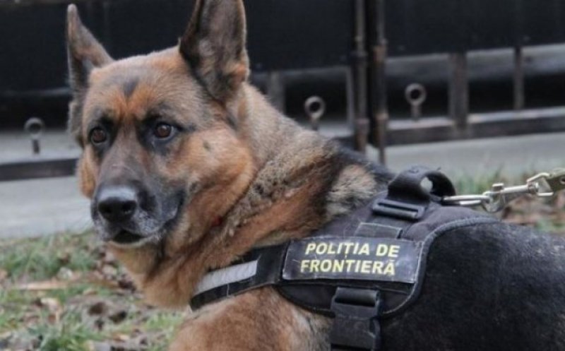 Pensie pentru caii și câinii de la Poliție, Jandarmerie și Armată