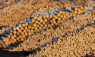 Pădurile României trec de la Schweighofer la GreenGold