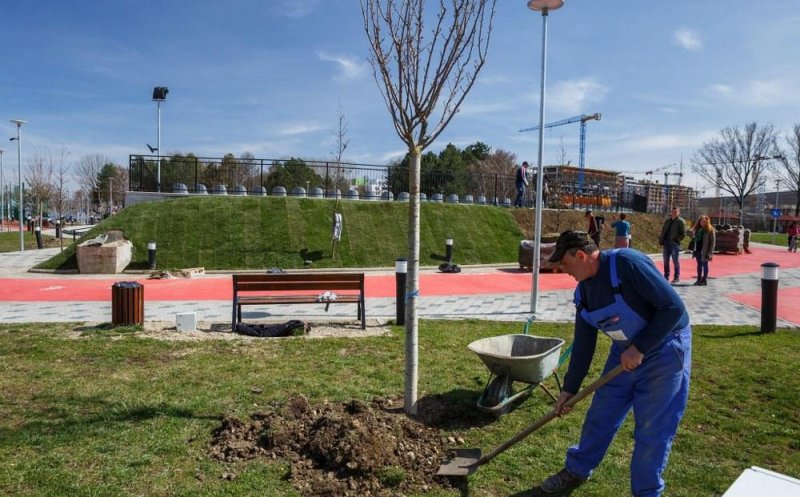 Înverzeşte Clujul: cireşi japonezi plantaţi în parcuri şi gazon montat la Baza Sportivă Gheorgheni
