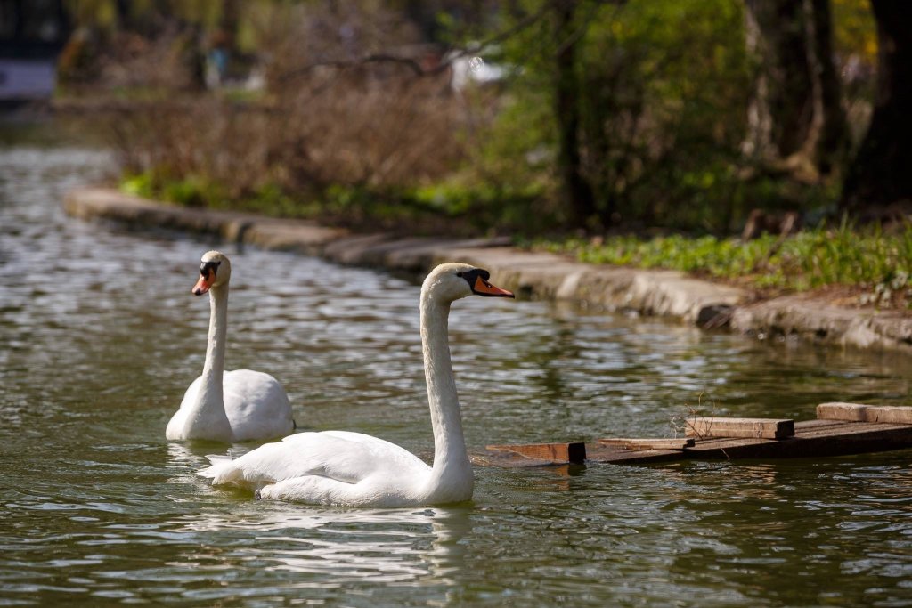 Lebedele s-au întors în Parcul Central din Cluj. Povestea pleacă de la amintirilor a doi frați despre Clujul de odinioară