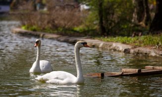 Lebedele s-au întors în Parcul Central din Cluj. Povestea pleacă de la amintirilor a doi frați despre Clujul de odinioară