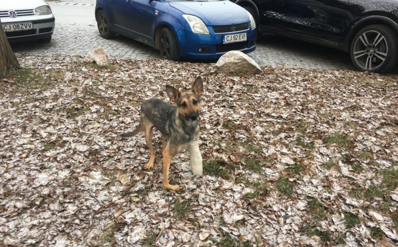 O cățelușă abandonată, născută cu malformații, a fost operată cu succes la Cluj