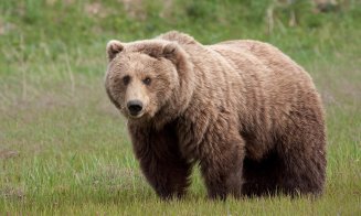 Urs filmat în Parcul Natural Apuseni: "Vă prezentăm viața sălbatică din România, parte pe care puțini dintre noi sunt privilegiați să o vadă"