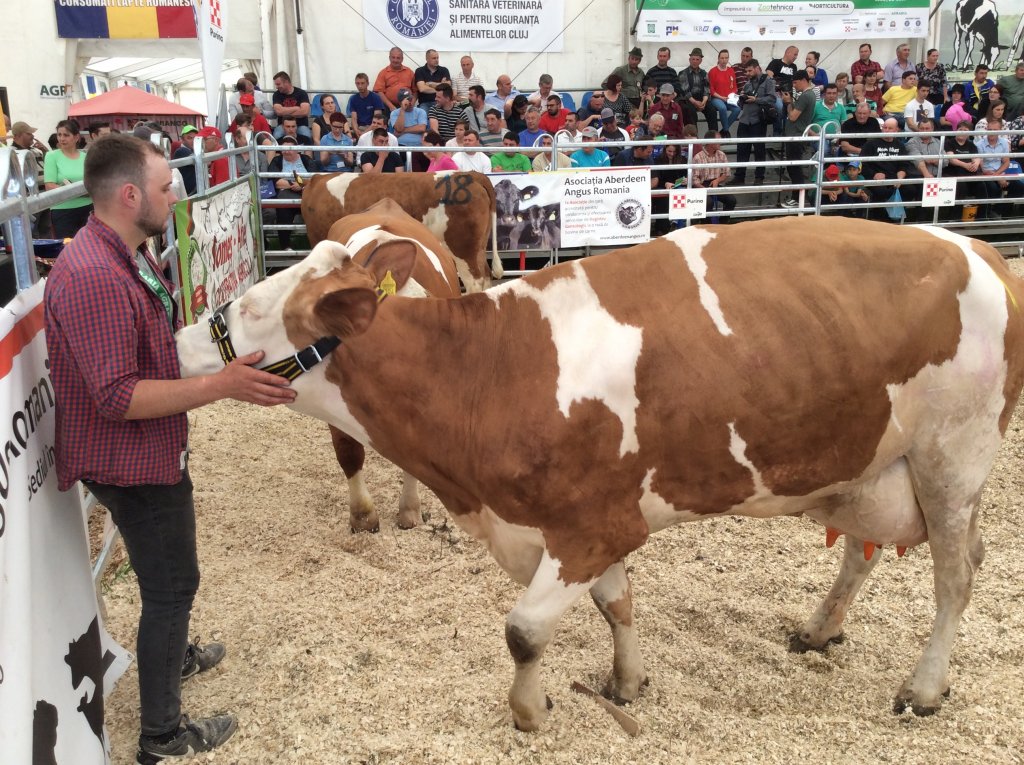 Clujul vrea să producă alimente pentru arabi. Show cu tauri, cai și tractoare la Agraria