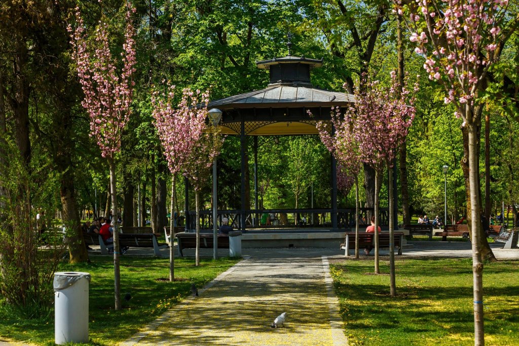 Ziua de Cluj | Cum arată grădina cu cireşi japonezi din Parcul Central.  Clujul va avea o alee unică