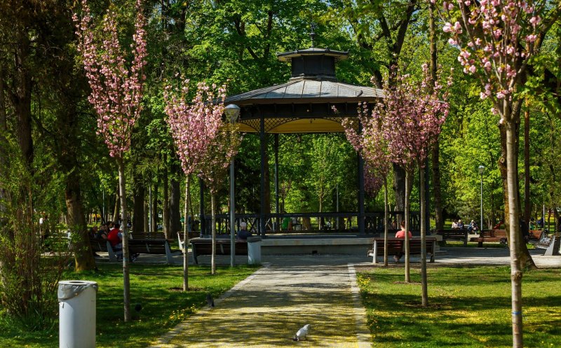Cum arată grădina cu cireşi japonezi din Parcul Central. Clujul va avea o alee unică