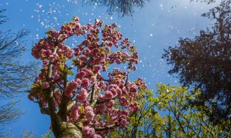 Cum arată grădina cu cireşi japonezi din Parcul Central. Clujul va avea o alee unică