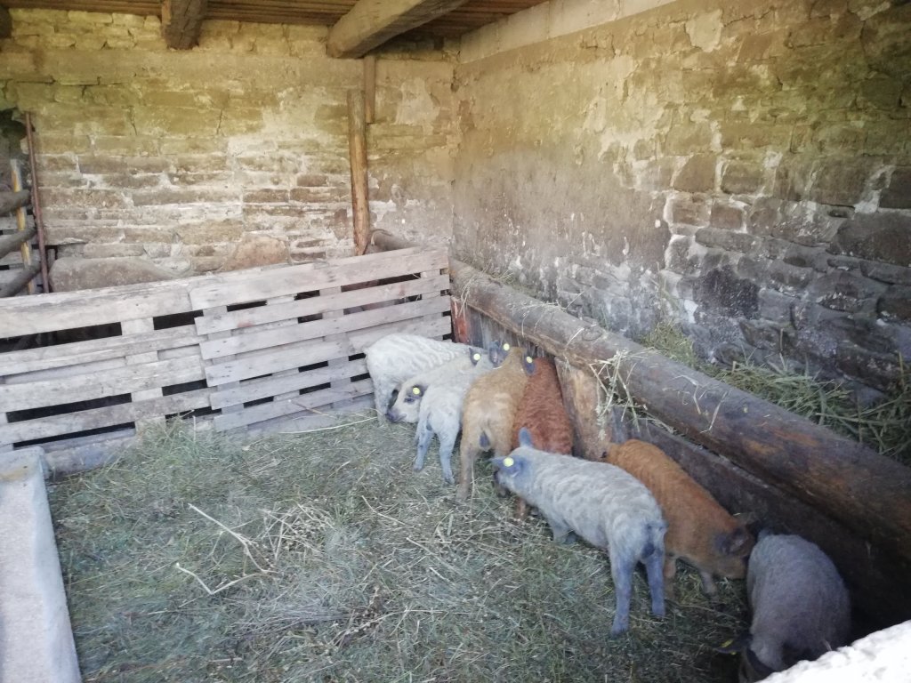 Cei 14 purceluși. Porci de rasă dați gratis, și în județul Cluj