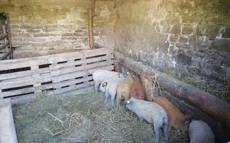 Cei 14 purceluși. Porci de rasă dați gratis, și în județul Cluj