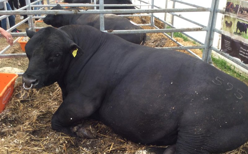 Bătaie pe Black Angus la Agraria: tot ce a fost scos la licitație s-a cumpărat