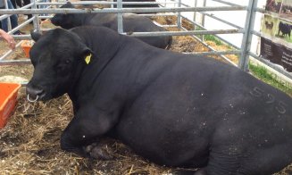 Bătaie pe Black Angus la Agraria: tot ce a fost scos la licitație s-a cumpărat