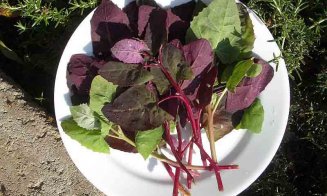 Spanacul francezului – previne cancerul la colon şi are de doua ori mai multă vitamina C decât lămâia