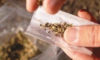 S-au drogat cu etnobotanice şi au intrat cu maşina în gard