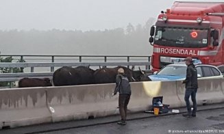 Cinci bivoli au provocat haos pe autostradă