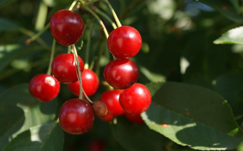 Scapă de grăsimea de pe abdomen cu dieta cu vişine. Vezi meniul pentru 7 zile