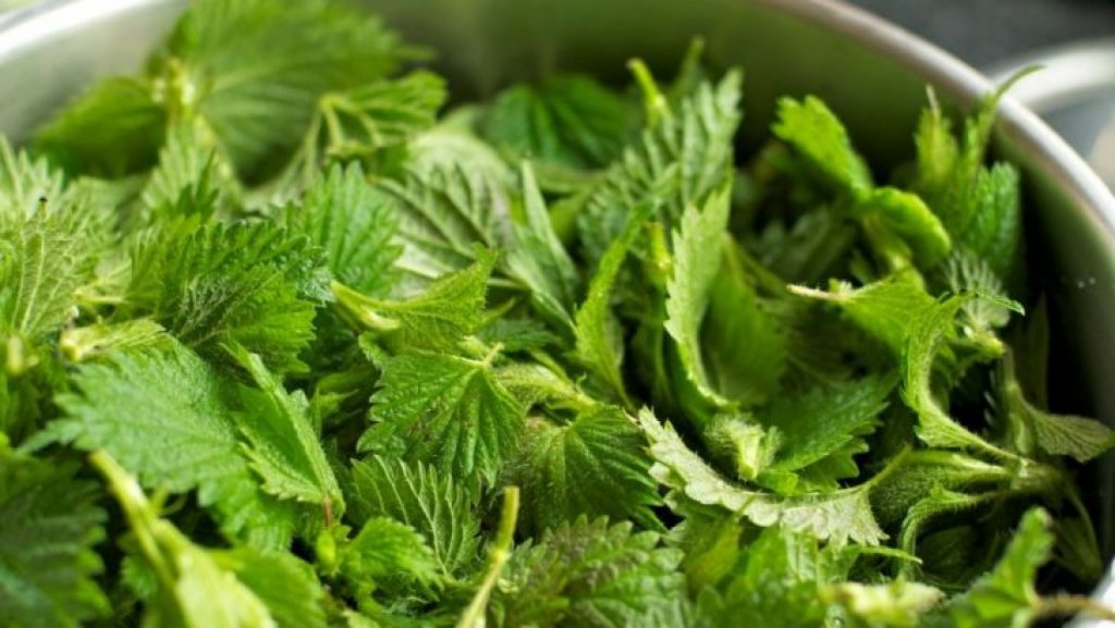 Supranumită planta tinereţii veşnice, regenerează celulele şi scade colesterolul