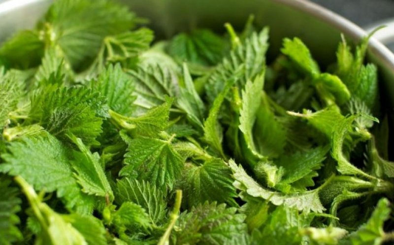 Supranumită planta tinereţii veşnice, regenerează celulele şi scade colesterolul